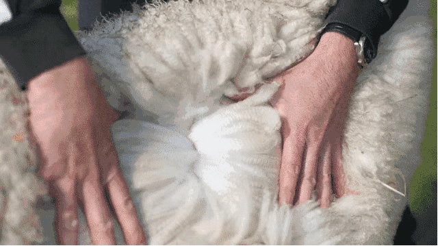 100%新西兰羊毛被，盖起来就像被窝装了空调，睡眠深度提升25%！
